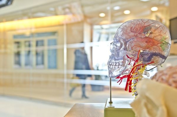 brain-anatomy brain-anatomy