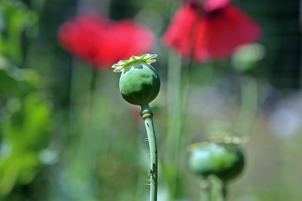poppy-flower poppy-flower