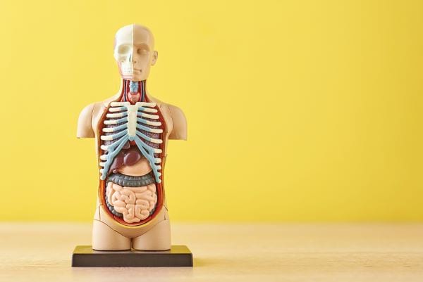 body-health