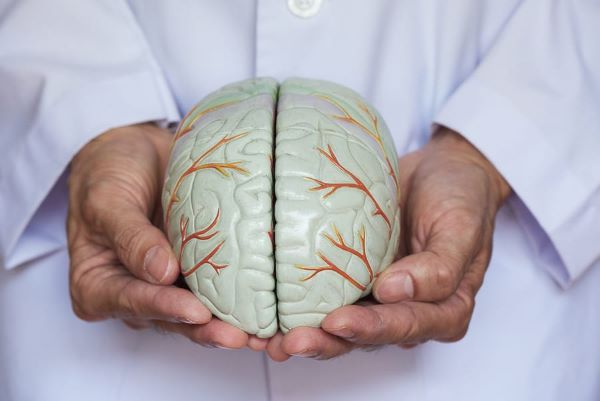 doctor holding a model brain