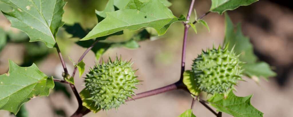 Datura