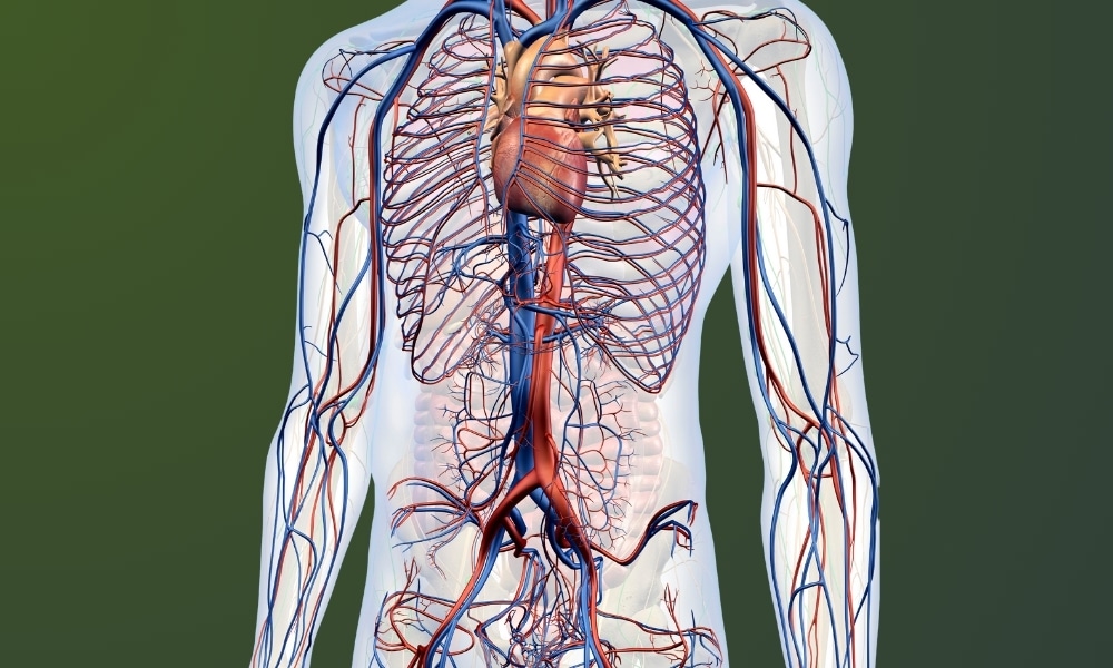 alcohol and the cardiovascular system