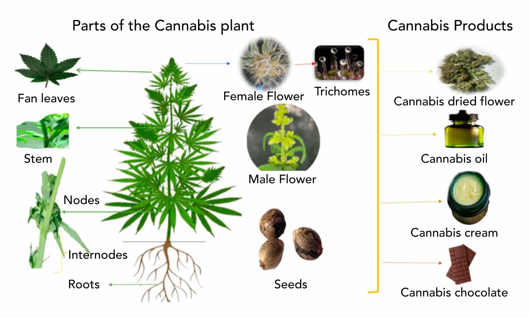 Marijuana facts, facts about Marijuana, Marijuana